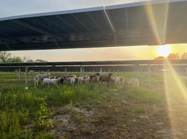 Regenerative Business Practices: Maximizing Positive Impact with Agrivoltaics
