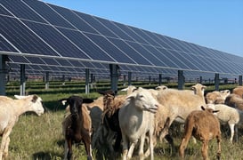 Growing Together: How Solar and Agriculture Benefit Landowners and Land Stewards