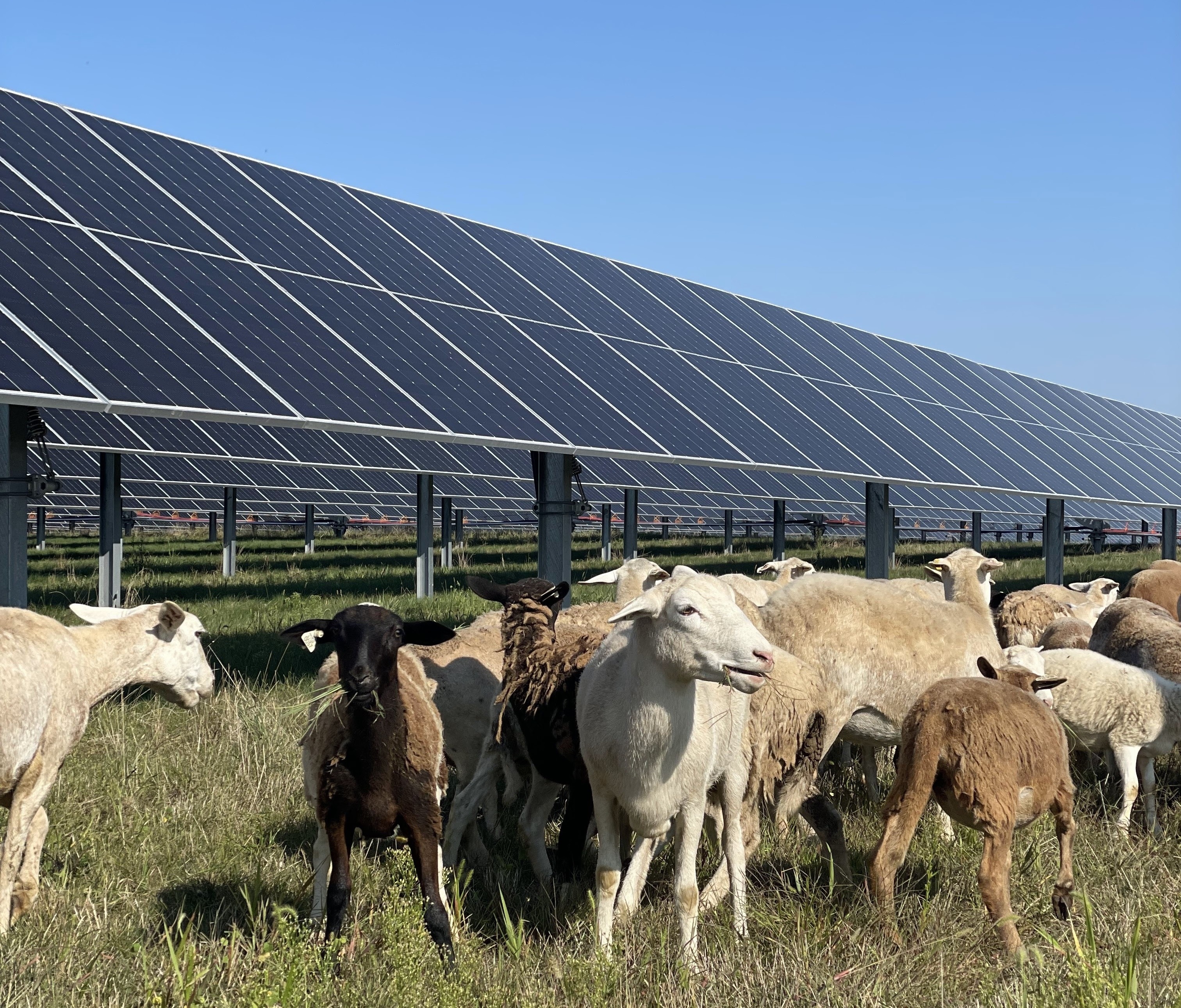 Clean, Reversible Diversification