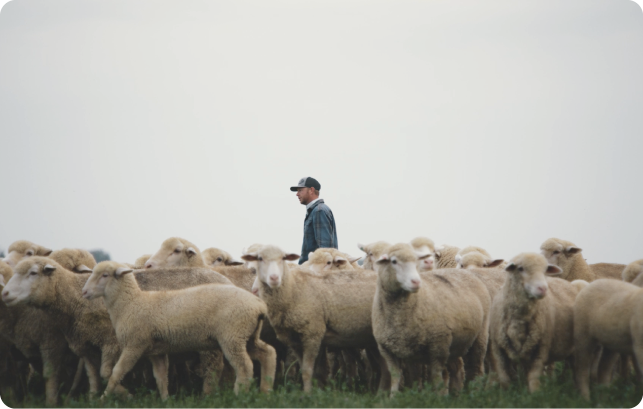 Pivoteer Working Doc-1