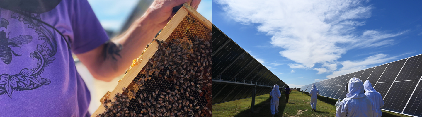 beekeeping-1